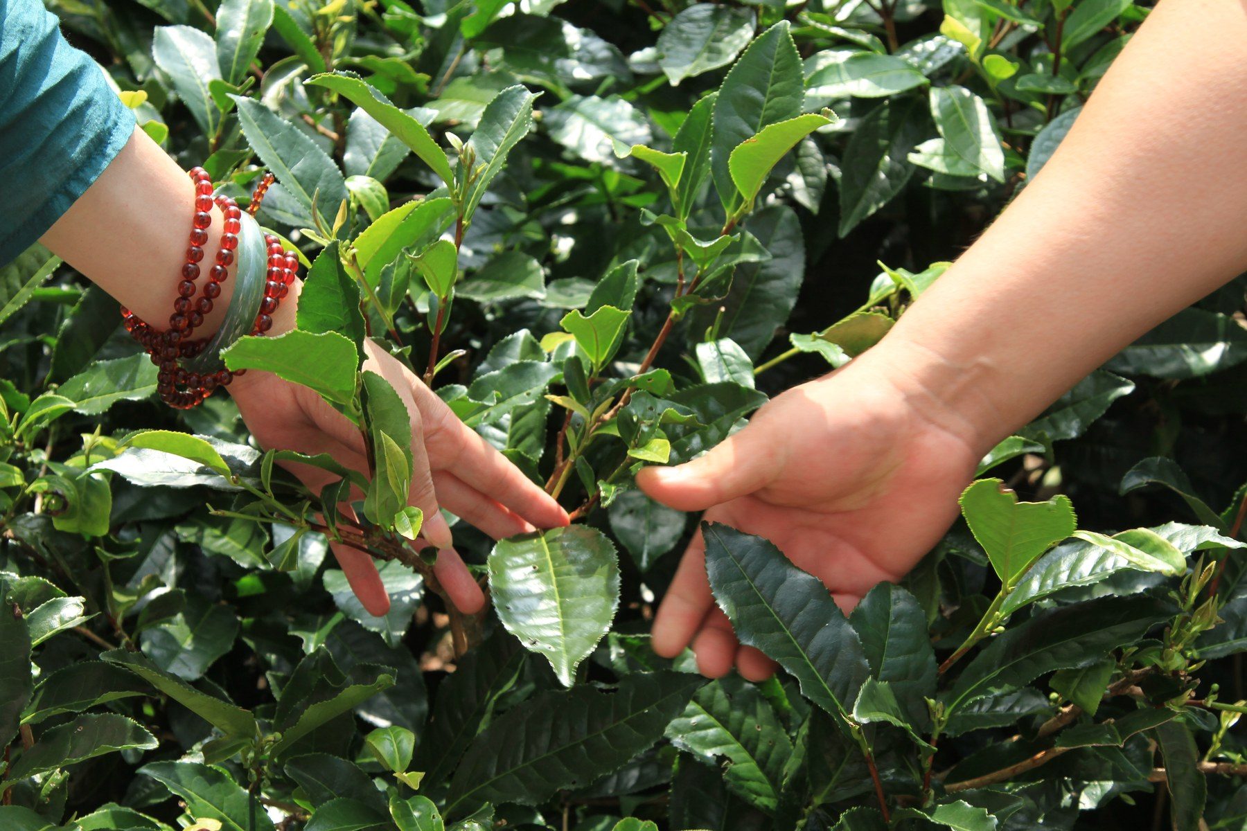 Tea leaves being hand picked