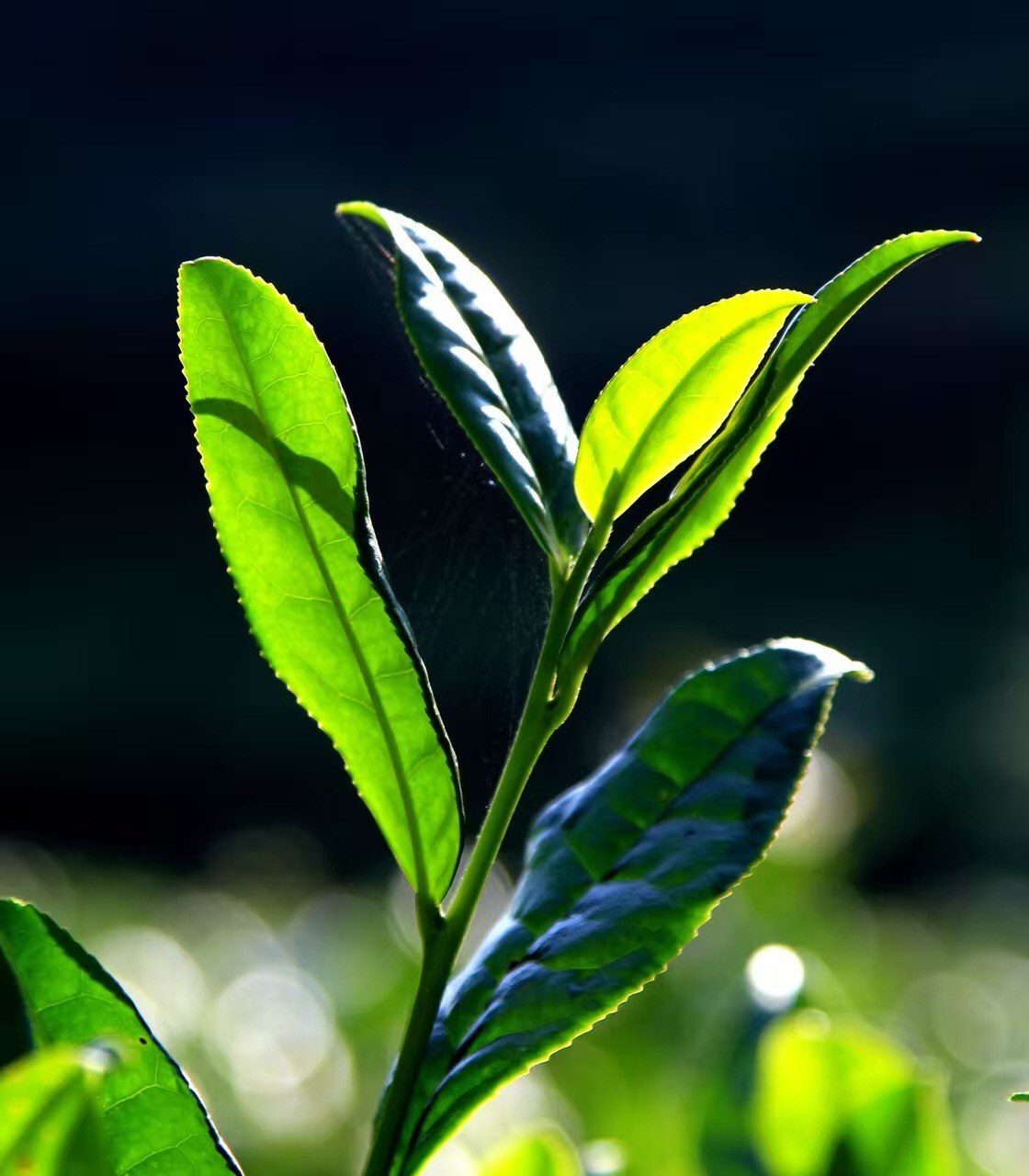 Fresh Anhua tea leaves